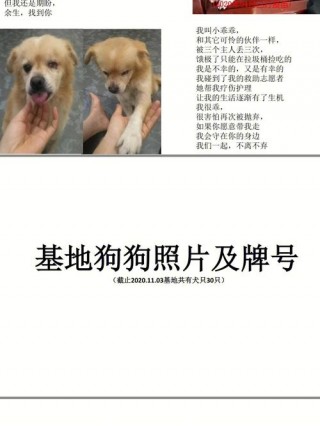 如何免费领养狗狗，（怎样可以免费领养狗狗）