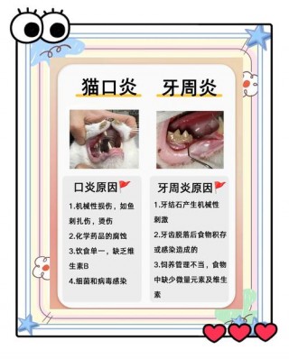 猫咪牙周炎怎么治疗？猫咪牙周炎治疗费用大概多少（最新）