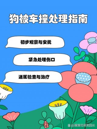 小狗狗被车撞了怎么办，（小狗被车撞了能恢复吗）