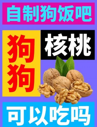 狗狗可以吃核桃吗，狗可以吃的前十坚果？