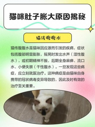 猫咪涨肚最快解决办法？小猫肚子胀得像气球怎么回事（最新）