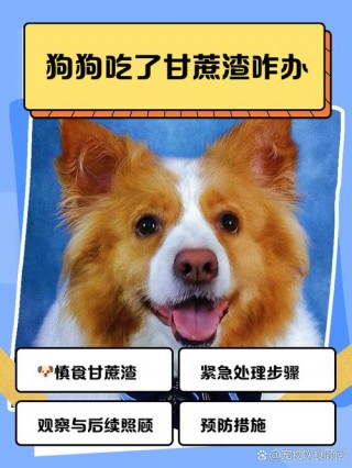 狗狗可以吃甘蔗吗，（狗狗可以吃甘蔗么）