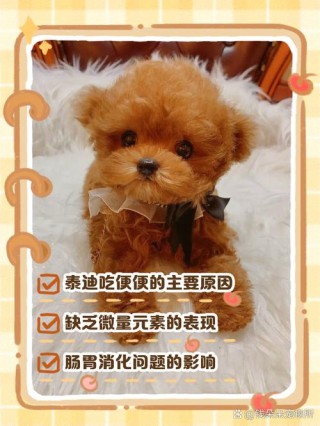 小狗狗吃自己的屎怎么办？小狗吃自己的屎正常吗（最新）