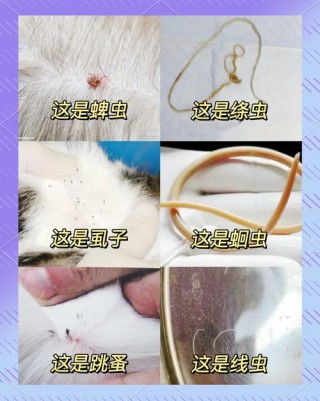 狗狗蜱虫是怎么来的，狗狗蜱虫是什么？