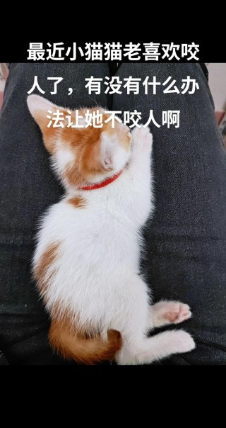 猫咪咬手怎么办，猫咪咬手是什么意思啊？