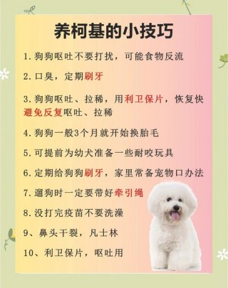 狗狗多大可以做绝育？狗狗多大可以绝育手术（最新）