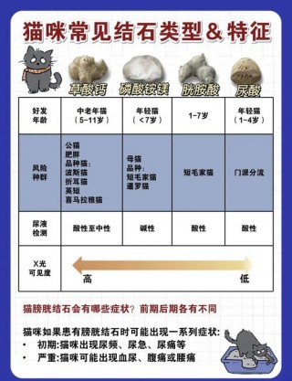 猫咪为什么会得尿结石？猫为什么会得尿结晶（最新）