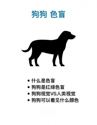 狗狗能看见什么颜色，（狗是什么颜色）