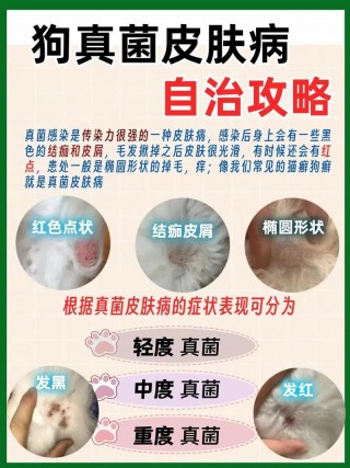 狗狗感染真菌怎么办，（狗狗真菌感染自己能恢复吗）