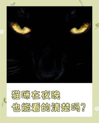 猫咪晚上能看见吗？猫咪晚上能看见吗?（最新）