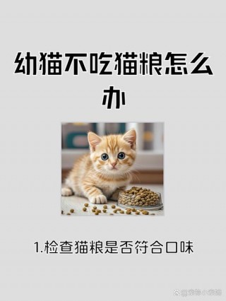 猫咪可以吃牛肉吗，（猫咪可以吃牛肉吗怎么做）