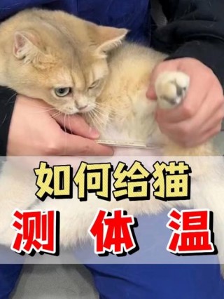 如何给猫咪量体温，（怎样给猫咪量体温?）