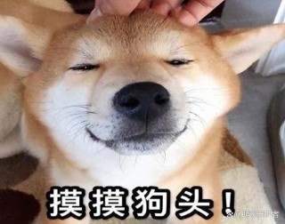 怎样和狗狗培养感情，（如何和小狗培养感情）