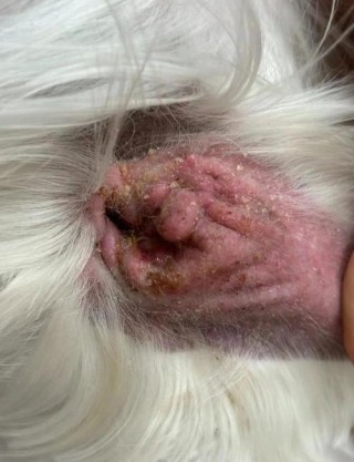 狗狗耳朵热正常吗，（狗狗的耳朵热乎乎的）