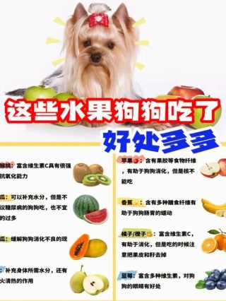 两个月的狗狗可以吃水果吗？2个月的狗能吃水果吗（最新）