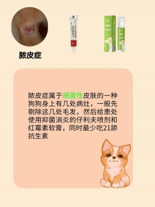 狗狗脓皮症用什么药，狗狗身上皮肤病用什么药？