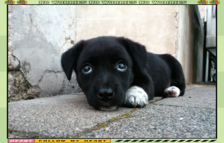 全黑的狗狗是什么品种，全黑的狗叫什么名字好听？