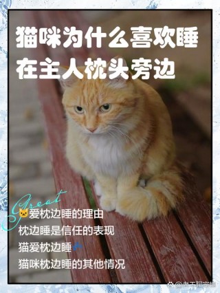 猫咪喜欢睡枕头原因，猫咪喜欢睡枕头原因分析？