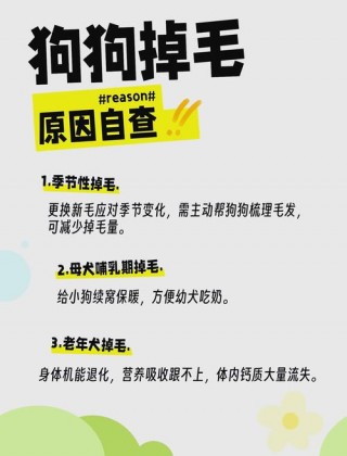 狗狗掉毛的原因？狗狗不长毛解决办法（最新）