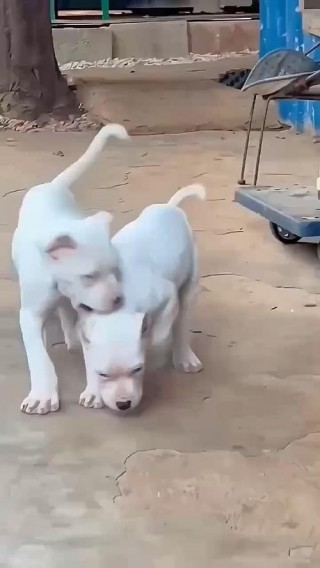 狗狗胆子太小怎么办？狗狗胆子非常小怎么办（最新）