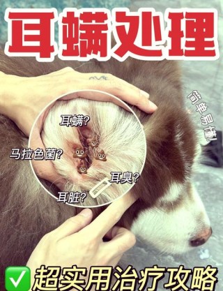 狗狗耳朵有耳螨怎么办？狗狗耳朵有耳螨怎么办不花钱（最新）