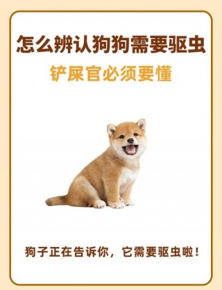 狗狗吃土怎么办，（狗狗吃土有事吗）