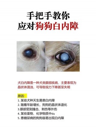狗狗白内障怎么办，老年犬得了白内障怎么办？