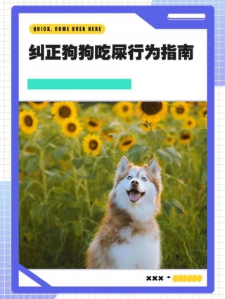 怎么让狗狗不吃屎，如何让狗狗不吃屎？