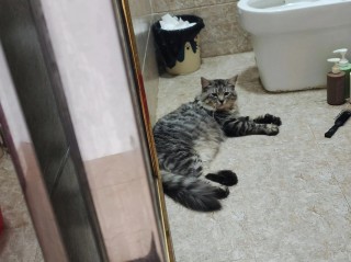 猫咪为什么喜欢去厕所的简单介绍