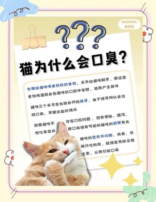 猫咪有口臭是什么原因？猫咪口臭是什么原因怎么治（最新）