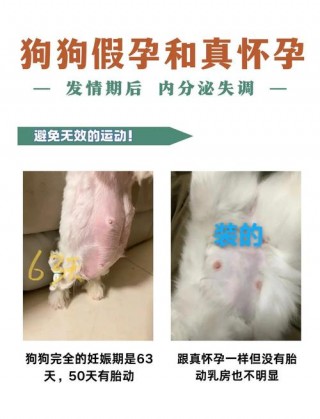 如何判断狗狗怀孕，如何判断狗狗怀孕还是腹水？