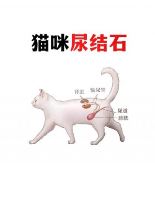 猫咪尿结石吃什么药，（猫咪尿结石吃什么配方猫粮）