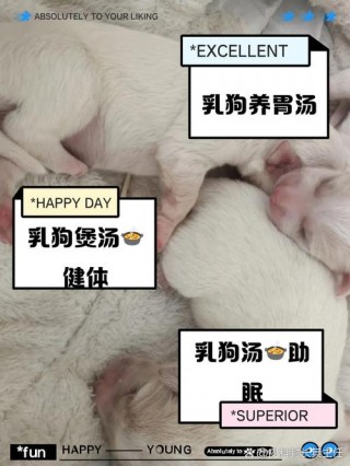 狗狗可不可以喝牛奶，（狗狗能喝牛奶么）