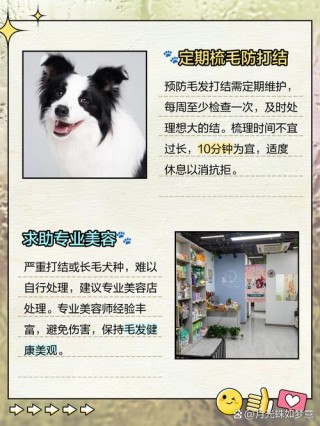 狗狗毛打结怎么办？狗狗毛打结是怎么回事（最新）