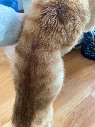 猫咪肚子圆鼓鼓的很硬？猫咪肚子圆鼓鼓的有点硬（最新）