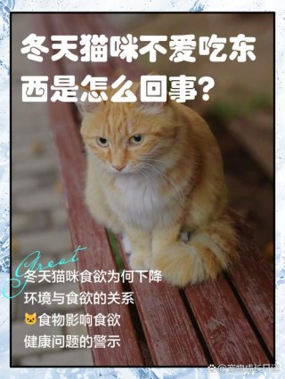 猫咪冬天爱睡觉，（猫猫冬天喜欢睡觉）