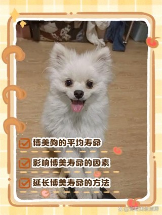 博美狗狗的寿命有多长，博美犬的寿命多少年？