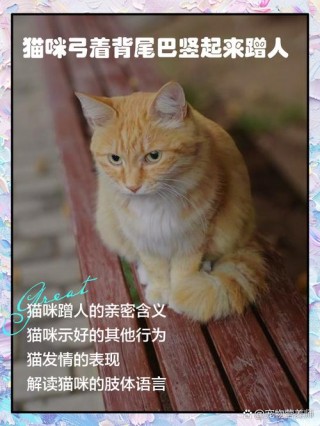 猫咪为什么蹭人，（猫咪为什么蹭人腿）