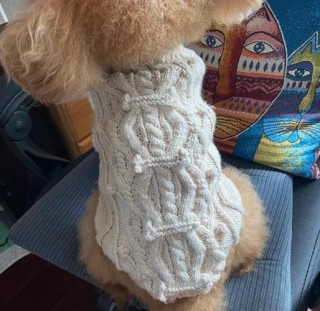 狗狗毛衣编织教程，（狗狗毛衣编织教程简单）