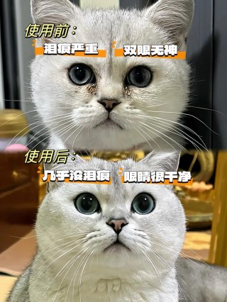 猫咪怎么去泪痕，猫咪如何去泪痕？