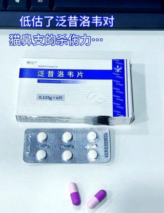 猫咪黄疸吃什么药？猫黄疸从发病到死亡要多久（最新）