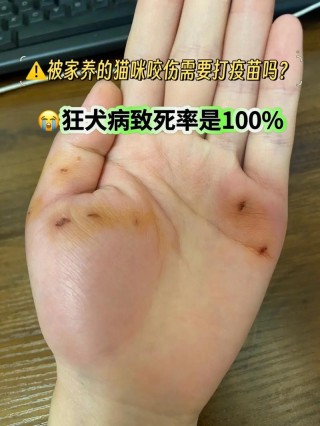 被自己家猫咪咬出血了？被自己家猫咬了出血了伤口疼（最新）