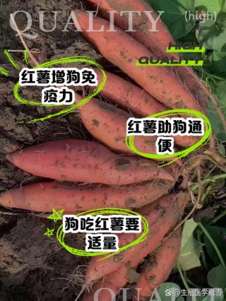 狗狗吃红薯好不好，（狗狗吃红薯有什么营养）