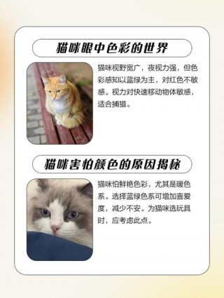 猫咪怕什么颜色，（猫怕什么光线）