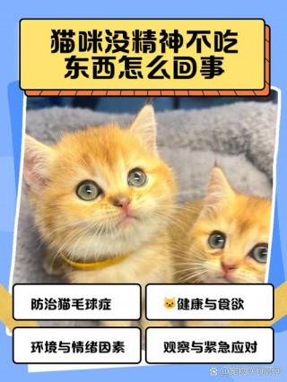 猫咪食欲下降但很精神，猫咪食欲下降但很精神不好？