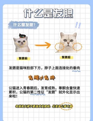 怎么让猫咪发腮？怎么让猫咪发腮长胖（最新）