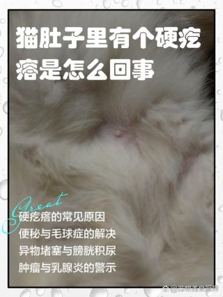 猫咪腹部有硬块，猫咪腹部有硬块正常吗？