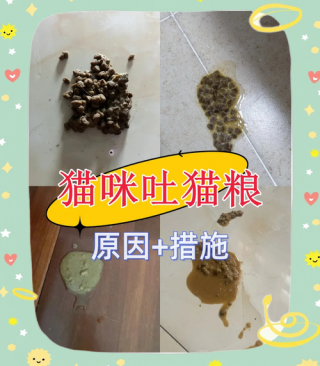 猫咪为什么吐猫粮？猫咪为什么吐猫粮和黄水（最新）