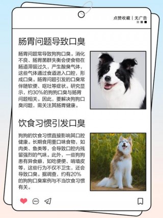 为什么狗狗嘴巴臭？为什么狗狗嘴臭怎么办（最新）