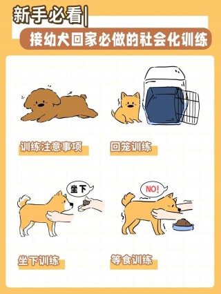 小狗狗怎么训练，（小狗狗怎么训练教程）